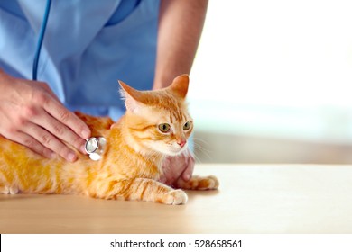 Veterinarian Doctor Checking Cat At A Vet Clinic