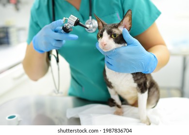 Veterinarian Doctor Checking The Ears Of Cat Of The Breed Cornish Rex With Otoscope In Veterinary Clinic. Health Of Pet. Care Animal. Pet Checkup, Tests And Vaccination In Vet Office.