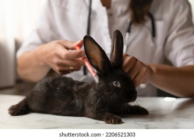 Veterinarian Doctor Doing Vaccination, Curing Illness At Small Black Rabbit On Table In Office, Clinic. Veterinary Examination Of Pet. Checkup Domestic Animal. Vet Medicine Concept. Health Care Pet