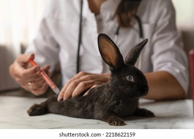 Veterinarian Doctor Doing Vaccination, Curing Illness At Small Black Rabbit On Table In Office, Clinic. Veterinary Examination Of Pet. Checkup Domestic Animal. Vet Medicine Concept. Health Care Pet