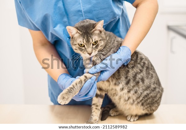 A veterinarian doctor examining the injured leg of a\
grey cat