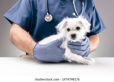 Veterinarian doctor examining a Maltese Westie cross puppy with a stethoscope