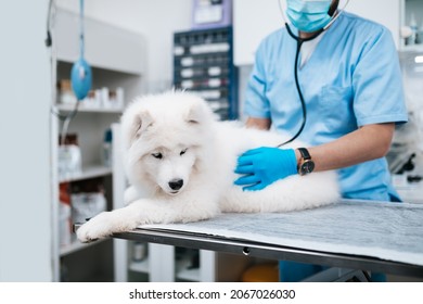 Veterinarian Doctor With Face Protective Mask Listening To Dog's Heartbeat Through Stethoscope At Clinic. 