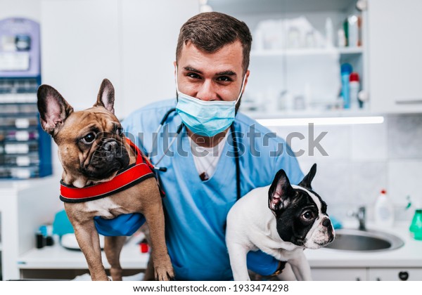 Veterinarian doctor with face protective mask\
and a French bulldogs at vet\
ambulance.