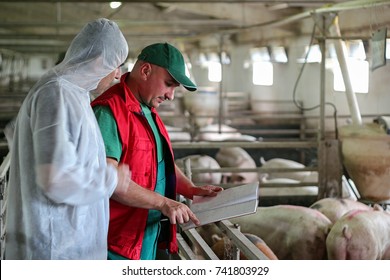 Veterinarian Doctor And Farmer In Pig Barn.Intensive Pig Farming. 
Pig Farm Worker. Veterinarian Doctor Examining Pigs At A Pig Farm.