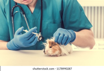 Veterinarian doctor holding a syringe for treating guinea pig. Little guinea pig get injection at vet table. Veterinary pet treating
