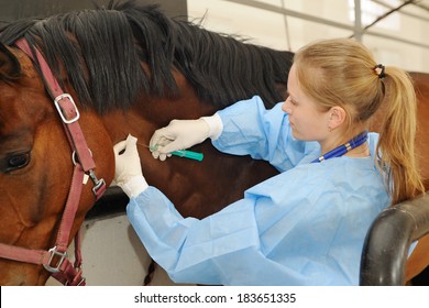 Veterinarian doctor with horse - intravenous injections - Powered by Shutterstock