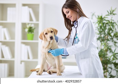 Veterinarian doctor and a labrador puppy at vet ambulance - Shutterstock ID 402932857