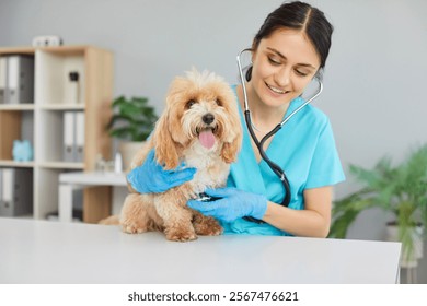 Veterinarian doctor or nurse conducts a medical checkup on a dog in a vet clinic using a stethoscope. The healthcare professional ensures the pet health and well-being through thorough examination.