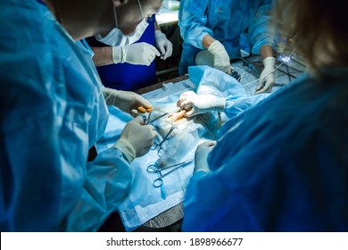 Veterinarian Doctor In Operation Room For Laparoscopic Surgical Take With Art Lighting.