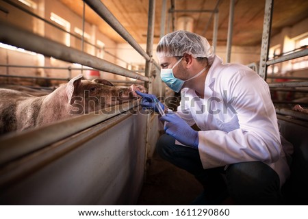 Veterinarian doctor ready to give a medicine shot to a pig at the farm. Controlling animals health and growth for meat industry. Domestic animals vaccine injection.
