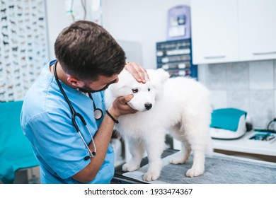 Veterinarian doctor and a samoyed puppy at vet ambulance.