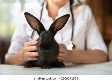 Veterinarian Doctor With Small Black Rabbit Bunny On Hands On Table In Office, Clinic. Veterinary Examination Of Pet. Checkup Domestic Animal. Vet Medicine Concept. Health Care Pet