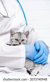 Veterinarian Doctor With Small Gray Scottish Kitten In His Arms In Medical Animal Clinic