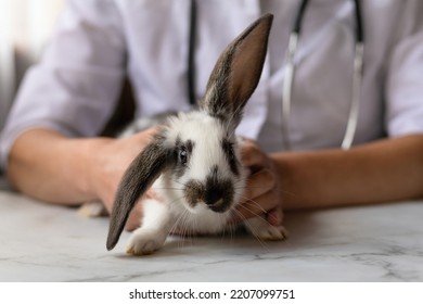 Veterinarian Doctor With Small Rabbit Bunny On Hands On Table In Office, Clinic. Veterinary Examination Of Pet. Checkup Domestic Animal. Vet Medicine Concept. Health Care Pet