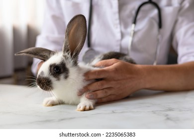 veterinarian doctor with small rabbit bunny on hands on table in office, clinic. veterinary examination of pet. checkup domestic animal. vet medicine concept. health care pet - Powered by Shutterstock