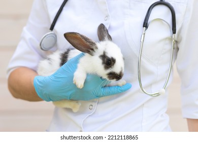 Veterinarian Doctor With Stethoscope Holding Small Rabbit On Hands In Office, Clinic. Veterinary Examination Of Pet. Checkup Domestic Animal. Vet Medicine Concept. Health Care Pet