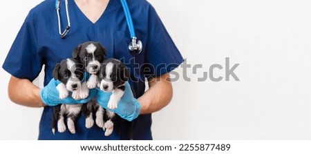 Veterinarian Doctor with stethoscope wearing blue uniform holding cute fluffy 3 three black and white welsh corgi cardigans puppys in Veterinary clinic. medicine for pets. Doc examined the dog .