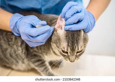 Veterinarian Doctor Uses Ear Drops To Treat A Cat