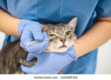 Veterinarian doctor uses eye drops to treat a cat