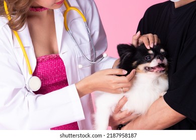 Veterinarian Doctor Wear Cocky Pink Dress, Check Up Old Sick Dog For Health Condition. Beautiful Pet Doctor Examine Elderly Dog With In Clinic Hospital, Pink Background Studio