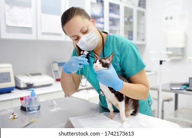 Veterinarian Doctor Wearing Face Mask Checking The Ears Of Cat Of The Breed Cornish Rex With Otoscope In Veterinary Clinic During Covid Epidemic. Veterinary Aid For Pets. Pet Health.