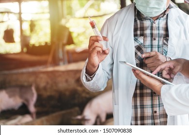 Veterinarian Doctor wearing protective suit and holding a syringe for Foot and Mouth Disease Vaccine in pig farming. Concept of prevention of communicable diseases in the pigs farm.