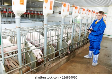 Veterinarian doctor worker at agriculture reproduction farm or pork plant inspecting pig