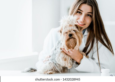 Veterinarian doctor and a york terrier at vet clinic. - Shutterstock ID 1432028945