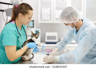 Veterinarian Doctors Take A Blood For Test Of Cat Of The Breed Cornish Rex In Veterinary Clinic. Health Of Pet. Care Of Animal. Pet Checkup, Tests And Vaccination In Vet Office.