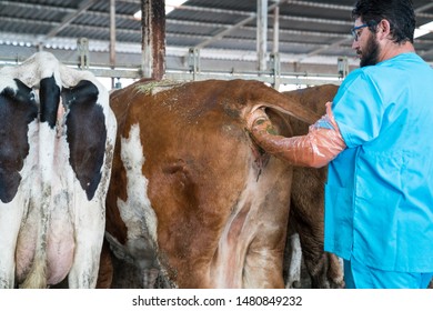 veterinarian-doing-rectal-examination-cattle-260nw-1480849232.jpg