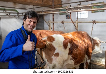 Veterinarian doing rectal examination of pregnant cow and showing ok sign - Powered by Shutterstock