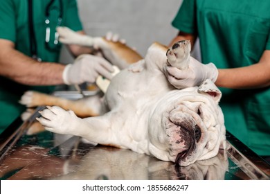 Dog Ultrasound Hd Stock Images Shutterstock