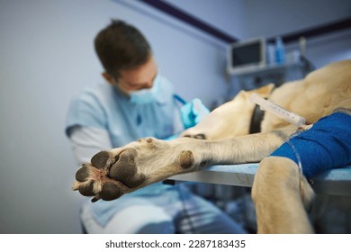 Veterinarian during dog surgery. Selective focus on paw of labrador retriever lying on operating table of veterinary clinic. - Shutterstock ID 2287183435