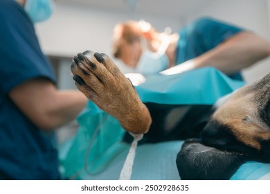 Veterinarian during dog surgery. Selective focus on paw of pet lying on operating table of veterinary clinic.
 - Powered by Shutterstock