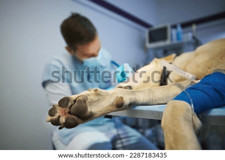 Veterinarian during dog surgery. Selective focus on paw of labrador retriever lying on operating table of veterinary clinic.
