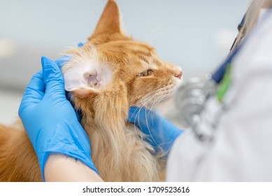 Veterinarian Exam Ear Of An Adult Maine Coon Cat