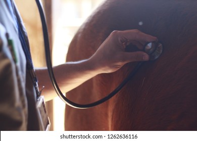 Veterinarian exam horse with stethoscope - Powered by Shutterstock