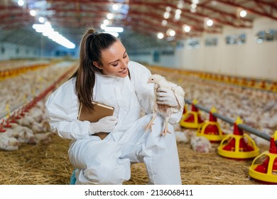 veterinarian examine poultry on chicken farm