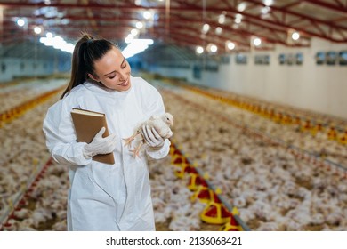 Veterinarian Examine Poultry On Chicken Farm