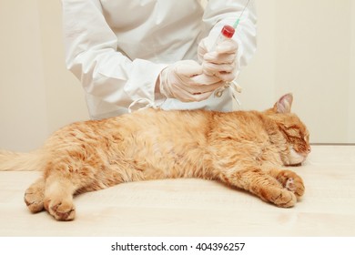 Veterinarian Examine Red Cat , Blood Test.