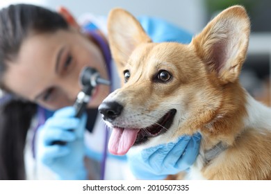 Tierarzt untersucht Hundeohren mit Otoskop, Nahaufnahme