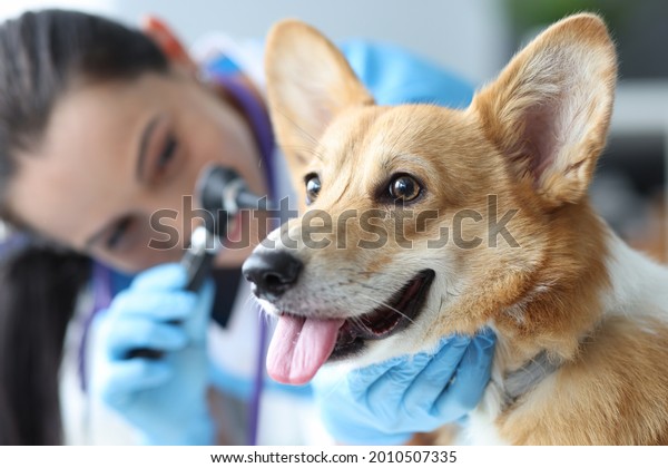 Veterinarian\
examines dog ears with otoscope\
closeup