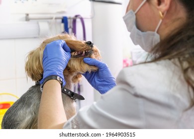 Veterinarian Examines A Dog Teeth. Consultation With A Veterinarian. Close Up Of A Dog And Fangs. Animal Clinic. Pet Check Up. Health Care.