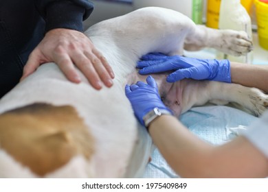 veterinarian examines a dog's suture after surgery. seam treated with silver or aluminum spray. Healing dog belly after surgery. Scar on dog stomach