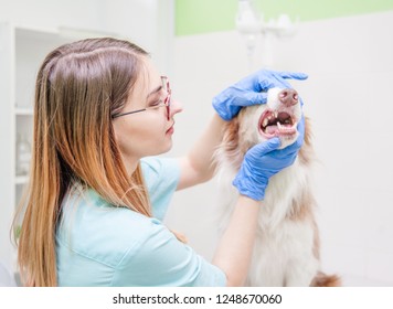 veterinarian examines a dog's teeth  in vet clinic