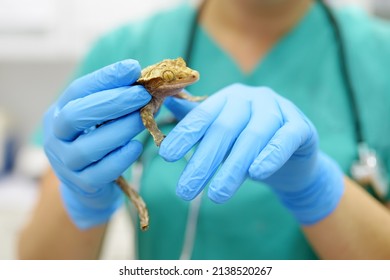 Veterinarian Examines A Gecko In A Veterinary Clinic. Exotic Animals. Squamata Reptile, Lizards. Health Of Pet.