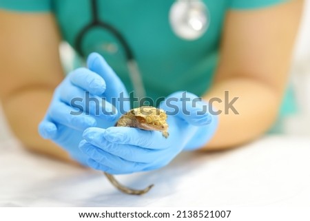 Veterinarian examines a gecko in a veterinary clinic. Exotic animals. Squamata reptile, lizards. Health of pet.