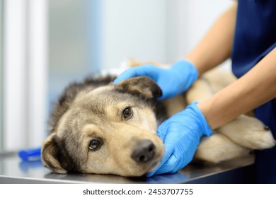 Veterinarian examines a large dog in veterinary clinic. Vet doctor applied a medical bandage for pet during treatment after the injury or surgery operation. Anesthesia and pain relief for animals - Powered by Shutterstock