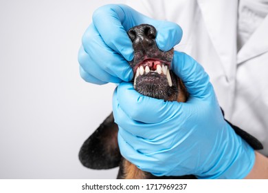 Veterinarian Examines The Oral Cavity Of A Dog In A Clinic. Examines Tooth Extraction.